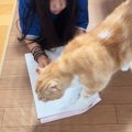 宿題をしたい女の子→かまってモード全開の猫がやって来て…笑わずにはいら…