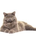 【獣医師監修】ブリティッシュロングヘアの平均寿命は何年？長生きのポイ…