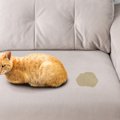 猫に起こりやすい『おしっこにまつわるトラブル』3選　出ない、量が変…