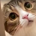 帰りが遅かった飼い主さんから離れなくなった猫ちゃん！