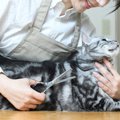 猫のために何かしたい人に！『猫にまつわる仕事』4選　仕事内容な必要…