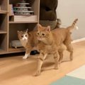同居猫に『まさかのイタズラ』を仕掛けた猫…爆笑必至の『やり取りの光…