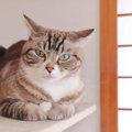 猫が『困惑』してしまう3つのこと