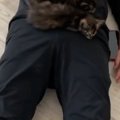『子猫たちがやけに静かだな』と思ったら、『パパの上』で……まさかの…