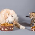 猫と犬の餌にはどんな違いがある？食べさせても大丈夫？