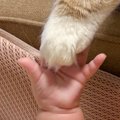 手を伸ばした赤ちゃん→そっと猫の『おてて』を…思わず感動の『奇跡的…