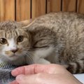 家猫修行にイカ耳で対抗！心を開いた後の姿に感涙♡