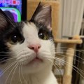 猫に『おいで』と呼んだら来てもらうための方法4選