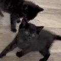 赤ちゃんの頃から元気いっぱいな黒猫きょうだい→1年後…想像以上の『やんち…