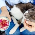 猫カフェ・保護猫カフェで守るべき6つのマナー 迷惑なお客にならない…