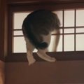 障子に突っ込んで固まるネコ→表情を確認してみると…思わず笑ってしまう『…