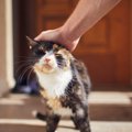 猫の『本音』を読み解くための方法6つ　行動に隠された心理とは？見分…