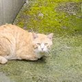 『足を引きずっている野良猫』との出会いから４年…現在までの"軌…
