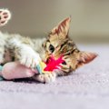 “かまってちゃん”な愛猫に困ったら…猫に『ひとり遊び』してもらうため…
