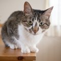 猫の気持ちが冷めてしまう飼い主の迷惑行動6選