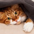 猫が『目を回している』ときに考えられる3つの病気　そもそも、猫は人…