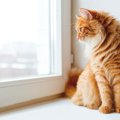 お外に出たいから？猫が窓の外を見ている３つの理由