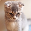 猫が睨むのは怒っている？気持ちや心理