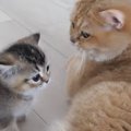 部屋でくつろぐママ猫のもとへ、子猫たちが次々と甘えにやってきて…ほっこ…