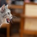 猫が『鳴いている理由』を見極めるポイント5つ　気持ちを読み取るコツ…
