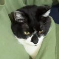 『ずっといてくれ』と願う飼い主さん→猫がいた場所とは……愛おしすぎる瞬間…