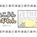 ねこよんコギわん【第48話】「らんのフェイント」