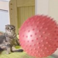 猫がバウンドするボールを見たら…まさかの『上下する顔』が可愛すぎる…