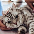 猫のストレスを放置するとどうなる？4つの病気の可能性と対処法