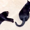 床に寝そべる２匹の黒猫→しっぽを見てみると…想像以上に微笑ましい『０円…