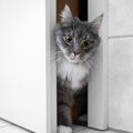 猫がトイレやお風呂の時に付いてくる心理5つ♪実はこんな理由が…