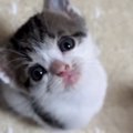 小さな子猫→一生懸命に飼い主さんを見上げていると…思わず涙が出るほ…
