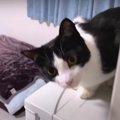 喜び溢れる！猫ちゃんのおかえりコール♪