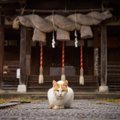 世界中で語り継がれる『猫の神様』3選　人々が猫を崇拝してきた理由も…