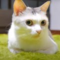 芝生のようなシャギーラグに猫ちゃん大興奮！