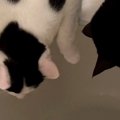 お湯の出る音が気になる『2匹の猫』→浴槽のフタの上で…思わず笑顔になる光…