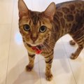 「こっちに来てください♡」ごはんをおねだりする賢い猫さん！