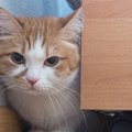 猫に『信用できニャい…』と思わせてしまう人の共通点4つ　信頼を回復…