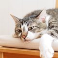 猫が『熱中症』だとわかるポイント3つ　気付いたときの対処法とは