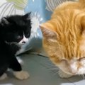 出窓で過ごす子猫のもとに先住猫がやってきた結果…微笑ましすぎる光景に「…