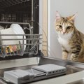 猫が真夜中にドアを叩き、危険を知らせた！火災を未然に防ぎ、家族を…