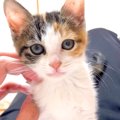 床の上で目覚めると、子猫がお腹の上にいて…最高すぎる『寝起きの光景…