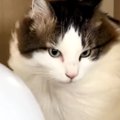 サーキュレーターに夢中になっている猫…至近距離で風を受け続ける『ま…