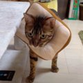 食パンをつけて歩くかわいい猫さん！