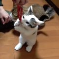 ちゅーるの食べ方が下手っぴな子猫ちゃん、パパを見本に練習中