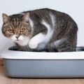 猫が『うんこダッシュ』をするのは何故？気になる理由4つ！