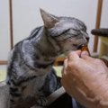 ウトウトしている猫ちゃんに舞い込んだ幸福の時間♪