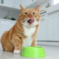 そのご飯の量、適正？愛猫が『食べすぎている』サイン3選　正しい食事…