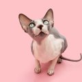 猫の飼い主をビックリさせる『奇怪な行動』4つ　どんな意味があるの？