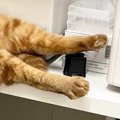 動物病院で保護された猫→馴染みすぎた結果…思わず笑う『大胆な寝相』に２…