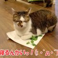 キャットニップを前に猫さんたちはどうする？